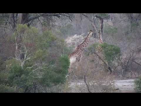 Djuma: Lone Giraffe in the distance feeding - 18:03 - 10/09/19