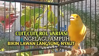 Download lagu kenari gacor panjang Cuit Cuit EMOSI, Pancingan Kenari Paud Belajar Bunyi, terapi AMPUH Kenari MACET mp3 Download lagu kenari gacor panjang Cuit Cuit EMOSI, Pancingan Kenari Paud Belajar Bunyi, terapi AMPUH Kenari MACET mp3