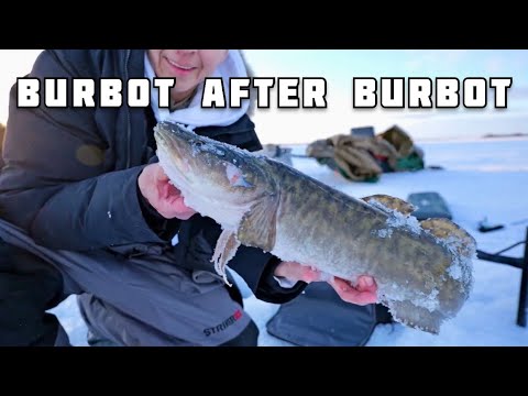 Best burbot fishing of my life