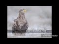Life Live Like A Eagle Never Give Up