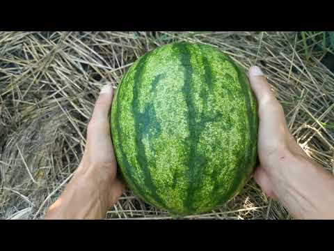 Кавун АВАЛОН F1 / AVALON F1 - Кавун, INNOVA SEEDS #кавун #кавуни