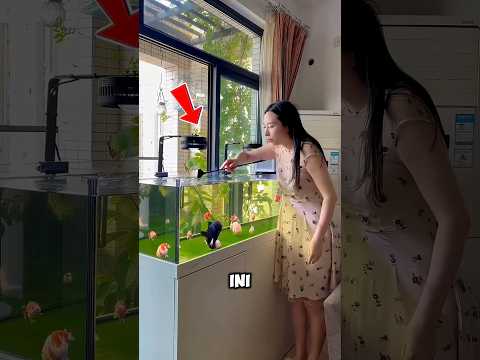 Kenapa Ikannya Mendekat Terus? 🤔