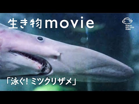 泳ぐ！ミツクリザメ／生き物movie（葛西臨海水族園）