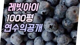 추석에 나오는 블루베리! 식재 후 5년 결과는?