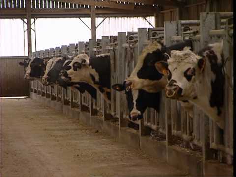 pourquoi la vache donne t elle du lait