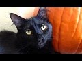 10 Reasons to Adopt a Black Cat! 