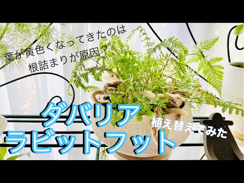 ホワイトグースフット 植物