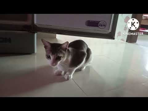 বিড়ালটি যখন পরিবারের সদস্য।