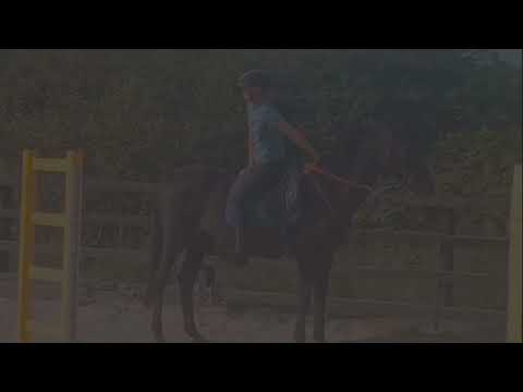 Safe and easy mare - Image 2
