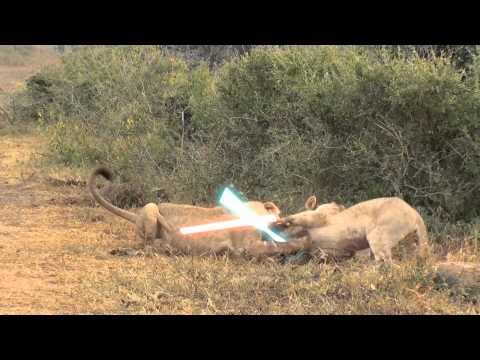 Safari Link Takes Funny Cat Videos to a New Level | LBBOnline