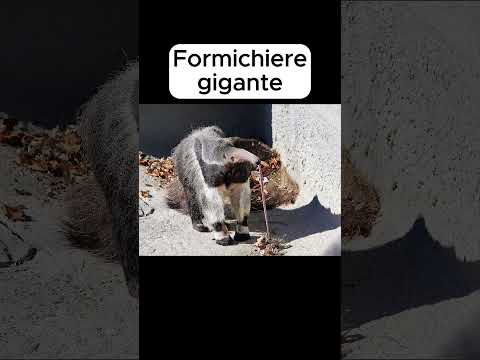 Animali con le parti del corpo più grandi