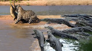 Crocodile is King Swamp! Cheetah Surrender Because