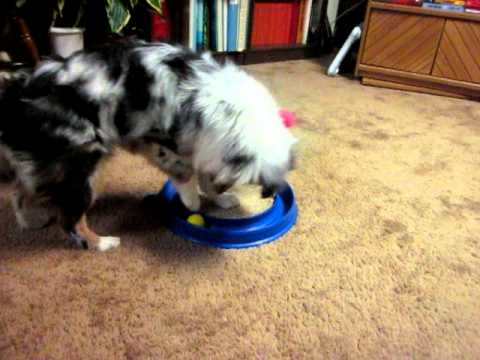 Zest 24 wks Cat Toys1.avi