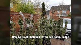 How To Plant A Photinia Red Robin Hedge