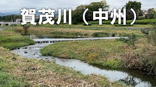 北大路橋付近【賀茂川】中州には、主に治水、生態系、そして景観の3つの役割がある（2025年10月12日）