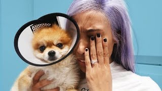 SHE NEARLY KILLED MY DOG!! 😭😱