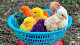 Catch millions of cute chickens, amazing pekin duck hatching, geese, rabbits, funny animals home