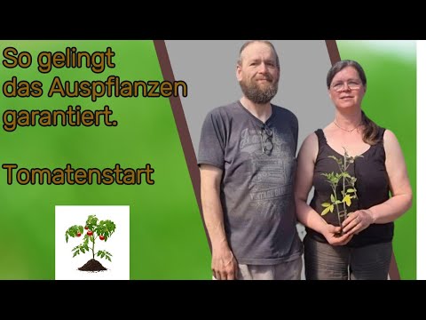 Erfolgreich Tomaten Pflanzen,  Tipps und Tricks.