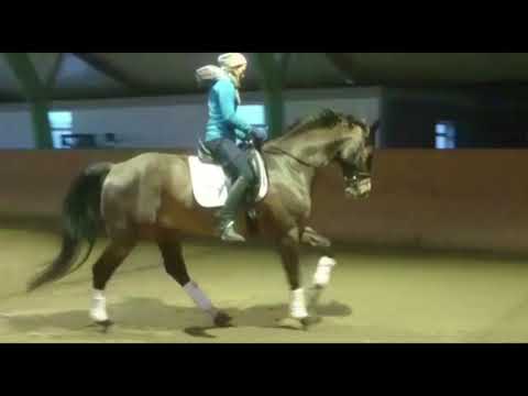 Wallach von Chequille- Contender