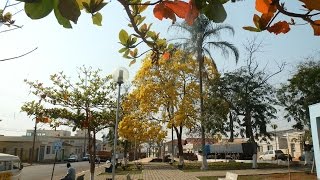 preview picture of video 'Florada dos Ipês Amarelos, Cristais MG'
