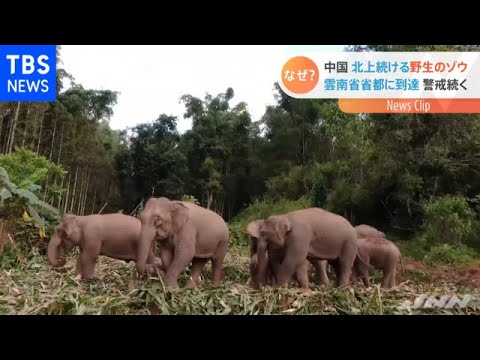 Uma manada de elefantes continua a avançar para norte em direção a Kunming, a capital da província, e também há “febre dos elefantes”