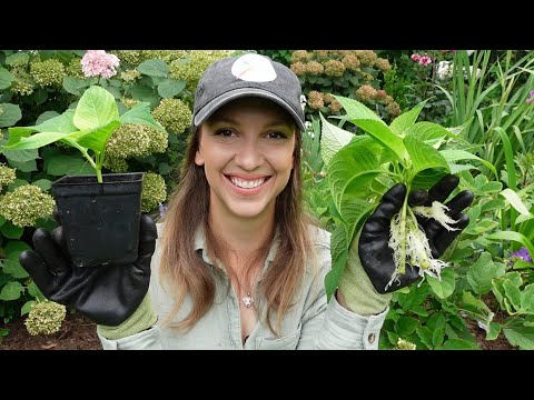 How to Propagate Hydrangeas!!! A Quick, Easy, and Effective Way to Propagate Unpatented Hydrangeas