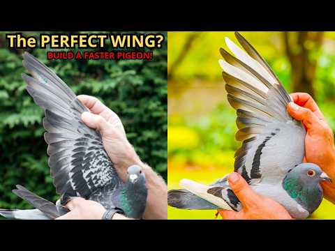 The Perfect Racing Pigeon Wing EXPLAINED | Wing Science Every Fancier Must Know .