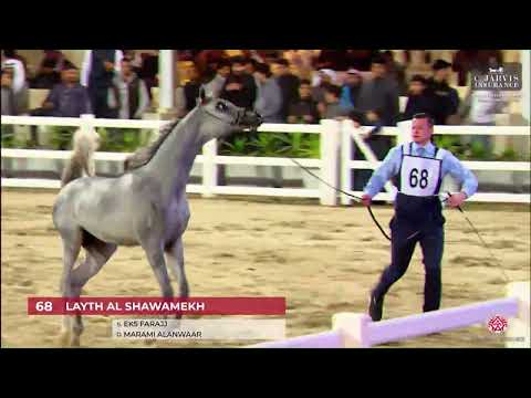 N.68 LAYTH AL SHAWAMEKH - 10th Kuwait International Championship 2023 - Yearling Colts (Class 2A)