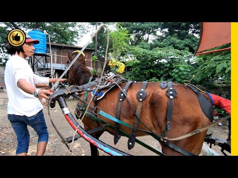 🐎 DELMAN TV 💛 Kita Lihat Guy's Proses Kuda Delman Di Pasang Kereta || Kuda Delman