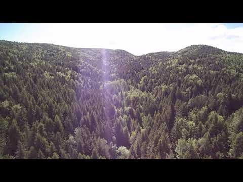 Păduri de stat administrate de Romsilva la Ocolul Silvic Râșca din Suceava