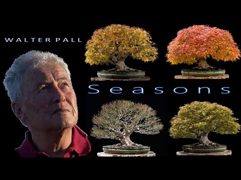 Seasons by Walter Pall  - (Walter Pall's Bonsai collection)