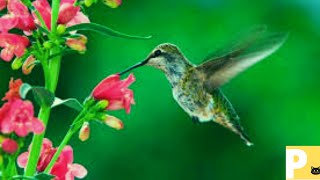 Beija flor#beijaflorcantando#canto#cantodospssaros#cantodasaves#Xu0y#Hummingbird#hummingbirdsinging
