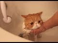 Exotic Shorthair Kitty in Bubble Bath 