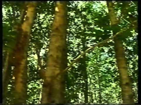 Carbonara di Nola - Naples - Italy