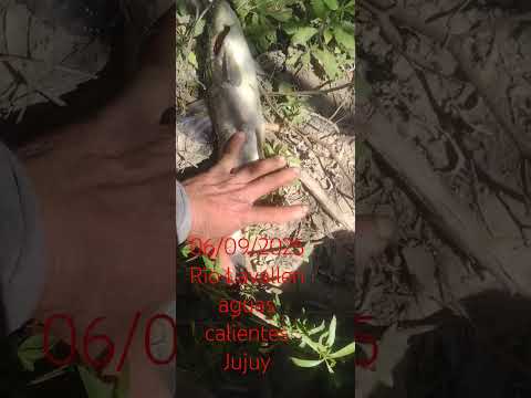 #pesca aguas calientes Jujuy