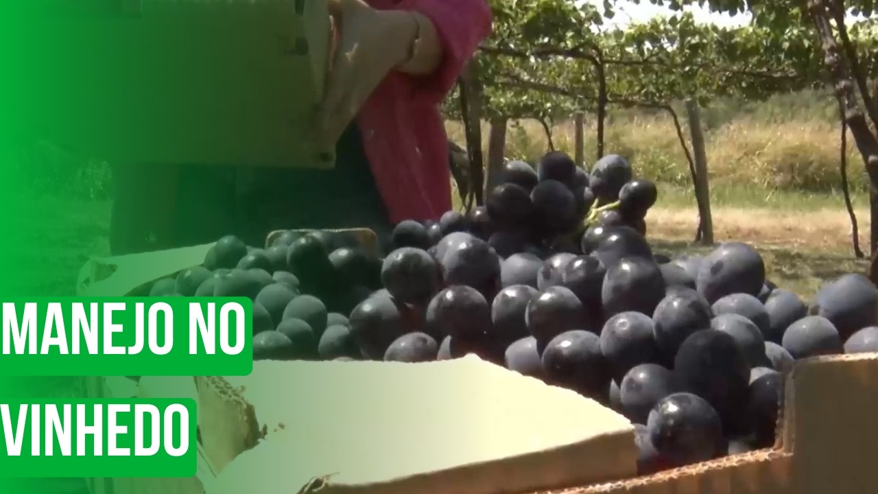Manejo no vinhedo