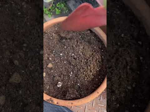 シクラメン 植物の外部または内部の形態 植物の葉、花、茎