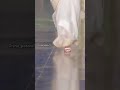 Tara Sutariya Ramp Walk In Indian Saree