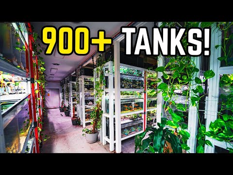 This Fish Store Will BLOW Your Mind... (Rare Fish Store Tour)