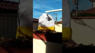 Pardinho BREJO 175 abrindo o canto