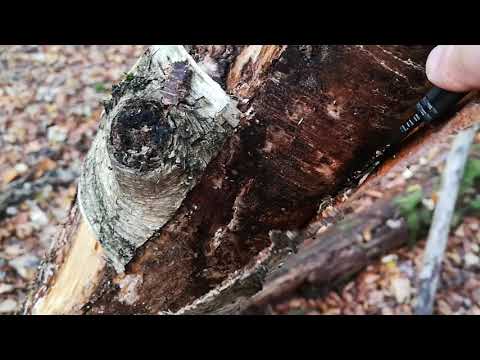 Birkenrinde im Wald sammeln... Zunder fürs Zunder Kit ernten!
