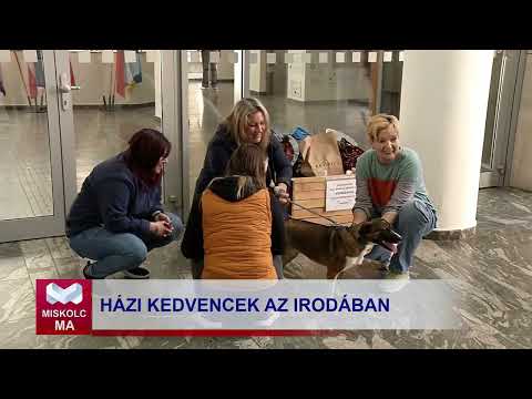 Videó előnézet