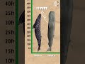 Whale Size Chart: From the Smallest to the Blue Whale