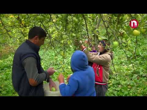 Made in Nakhchivan: Kükü alması - 05.10.2024