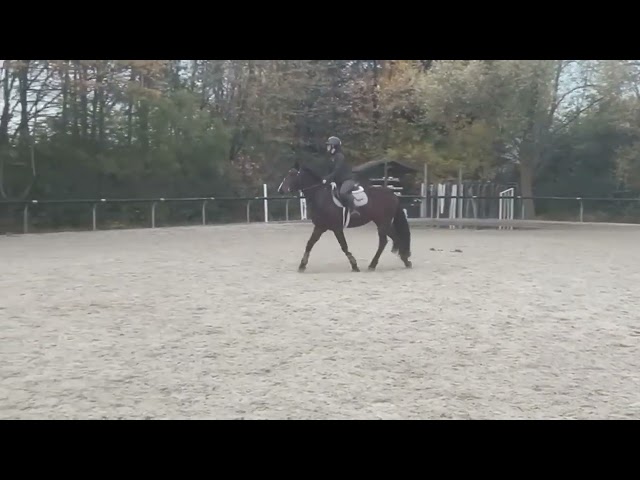 Alisja, jument très pratique !