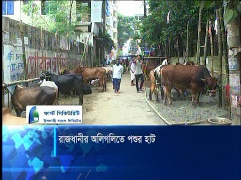 রাজধানীতে অলিগলিতেও বসেছে কোরবানীর পশুর হাট, বিপাকে স্থানীয়রা | ETV News