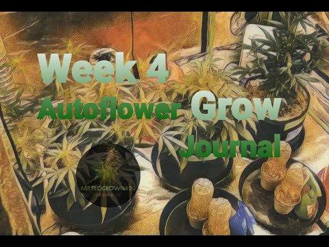 Autoflower Grow Journal. Week 4 of the beginning of my Organic perpetual indoor LED grow