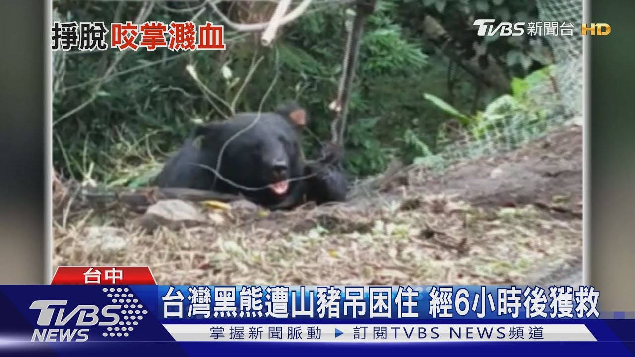 台灣黑熊遭山豬吊困住 經6小時後獲救