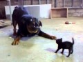 ¡Un gatito muy valiente confronta el perro grande!