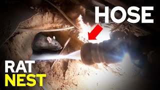 The BEST WAY TO GET RID OF RATS...with a hose and concrete...